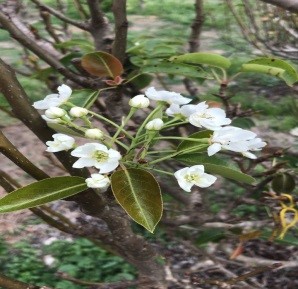 Pear Flowers